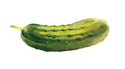 Tattly Pickle Tattoo Pair